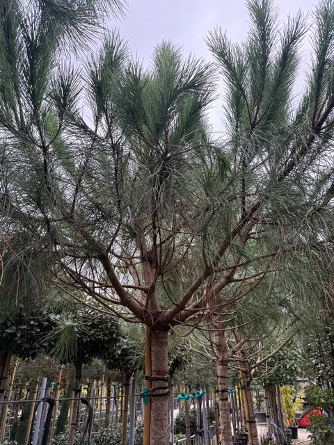 Parasolden - Pinus pinea (Pijnboompitten boom)