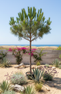 Parasolden - Pinus pinea (Pijnboompitten boom)