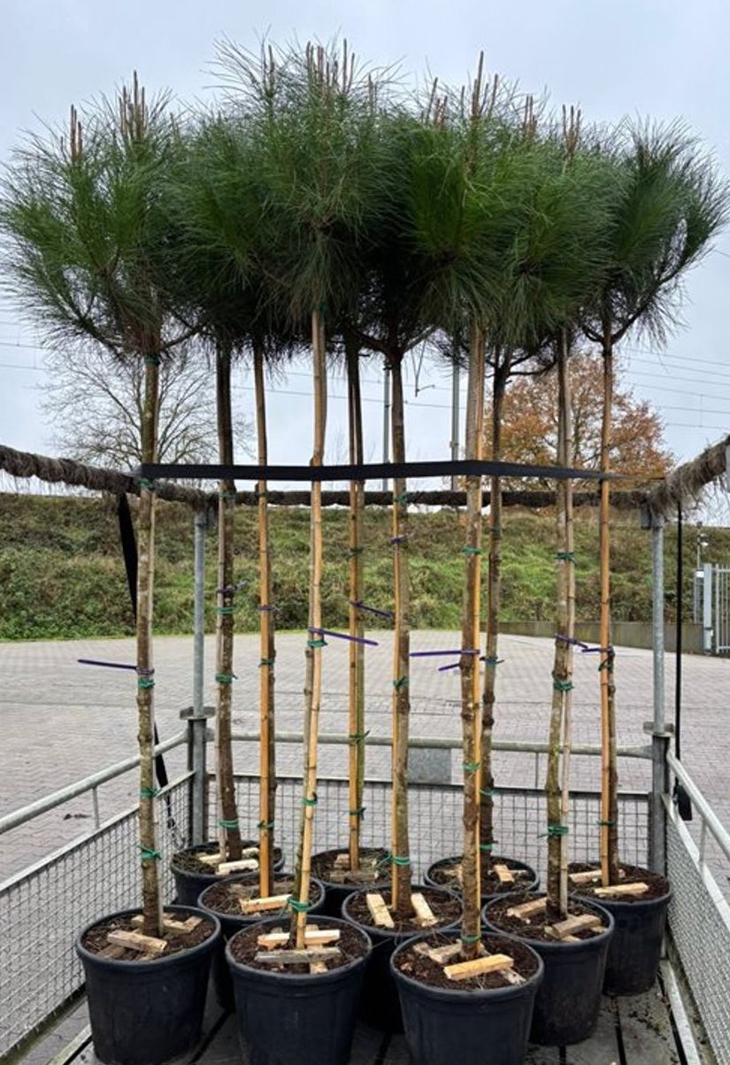 Parasolden - Pinus pinea (Pijnboompitten boom)