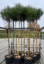Parasolden - Pinus pinea (Pijnboompitten boom)