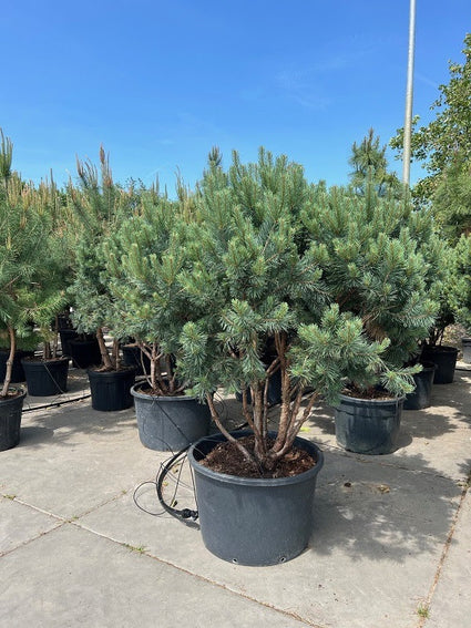 Zwarte den - Pinus nigra 'Nana'