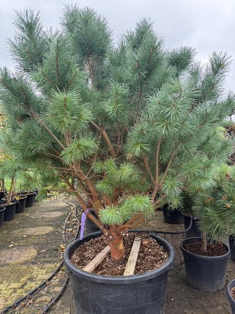 Grove Den - Pinus sylvestris 'Watereri' (Bonsai)