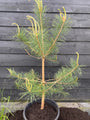 dennenboompje - pinus sylvestris in c15 pot