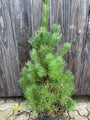 Dit is wat u krijgt bij een C12 pot 80-100 cm - Pinus Sylvestris