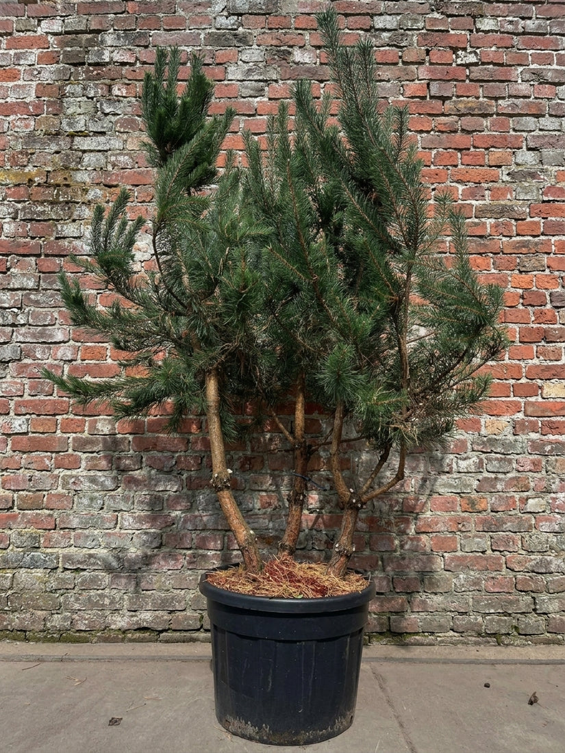 Grove den - Pinus sylvestris
