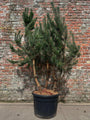 Grove den - Pinus sylvestris