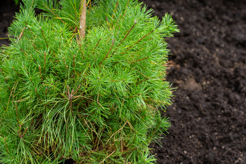 Grove den - Pinus sylvestris