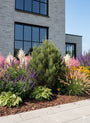 Pinus watereri -solitaire heester