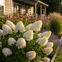 Pluimhortensia - Hydrangea paniculata 'Skyfall'