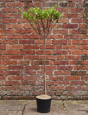 Halfstam 100 cm