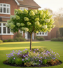 volgroeide pluimhortensia  limelight op stam