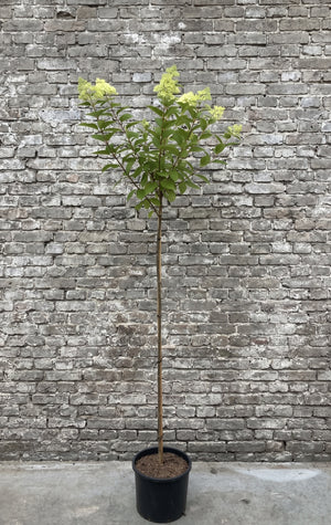 Op stam 120 cm, C12 pot