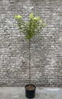 Pluimhortensia op stam - Hydrangea paniculata 'Limelight' Halfstam