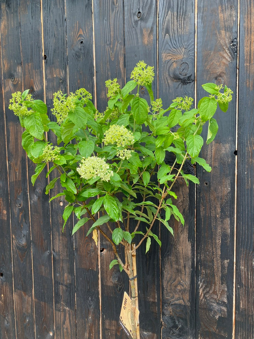 Halfstam Pluimhortensia op stam in C7.5 pot op 100 cm stam