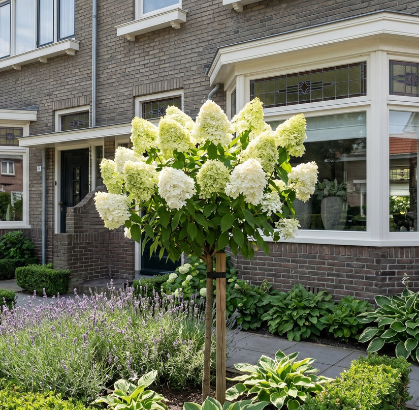 Pluimhortensia Halfstam - Hydrangea paniculata 'Silver Dollar' op stam