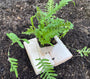 Polypodium vulgare varen in P9 pot