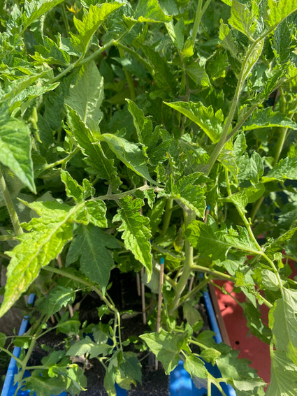 Romatomaat of pomodoritomaat - Solanum lycopersicum