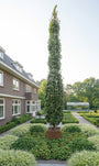 Populier - Populus Tremula Erecta (Zuilboom)