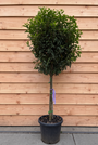 Portugese laurier op stam - Prunus Lusitanica 'Angustifolia'