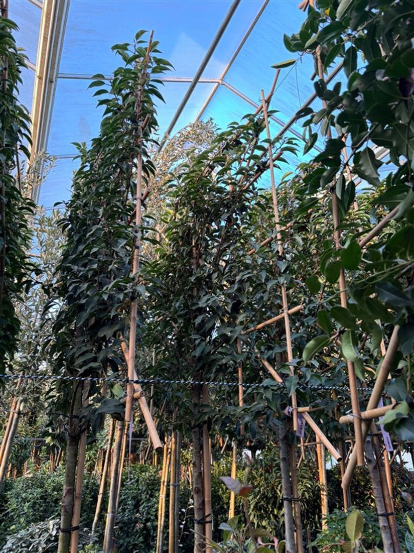 Lei Portugese laurier - Prunus lusitanica Angustifolia Leiboom - groenblijvend