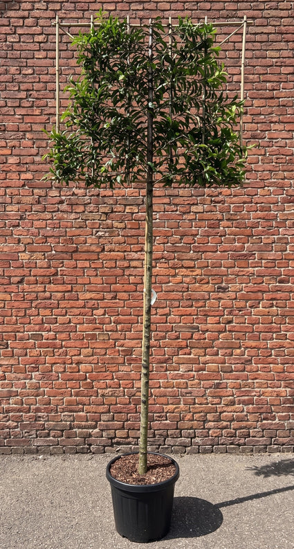 Lei Portugese laurier - Prunus lusitanica Angustifolia Leiboom - groenblijvend
