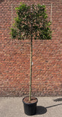 Lei Portugese laurier - Prunus lusitanica Angustifolia Leiboom - groenblijvend