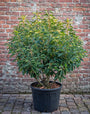 Portugese laurier - Prunus Lusitanica 'Angustifolia'