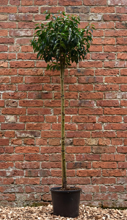 Portugese laurier op stam - Prunus Lusitanica 'Angustifolia'