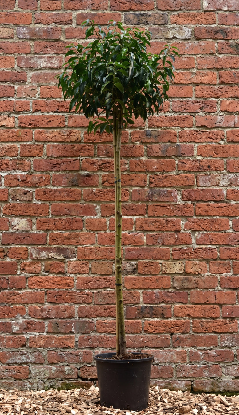 Portugese laurier op stam - Prunus Lusitanica 'Angustifolia'