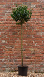 Portugese laurier op stam - Prunus Lusitanica 'Angustifolia'