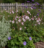 Prachtkaars - Gaura 'Rosy Jane'