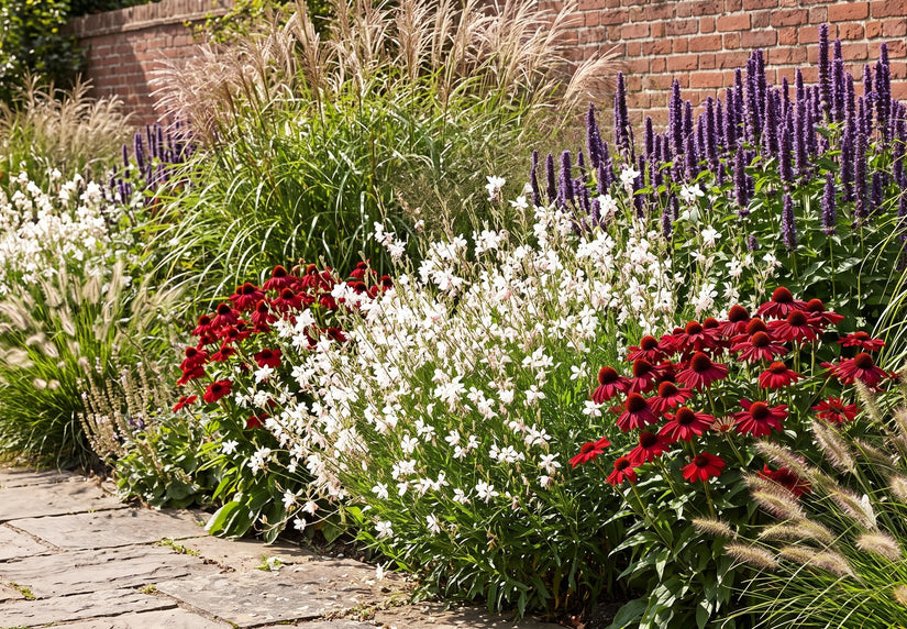 Bio prachtkaars wit met dropplant agastache 'black adder', rode zonnehoed 'echinacea purpureau' en lampenpoetsersgras 'pennisetum'