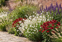 Bio prachtkaars wit met dropplant agastache 'black adder', rode zonnehoed 'echinacea purpureau' en lampenpoetsersgras 'pennisetum'