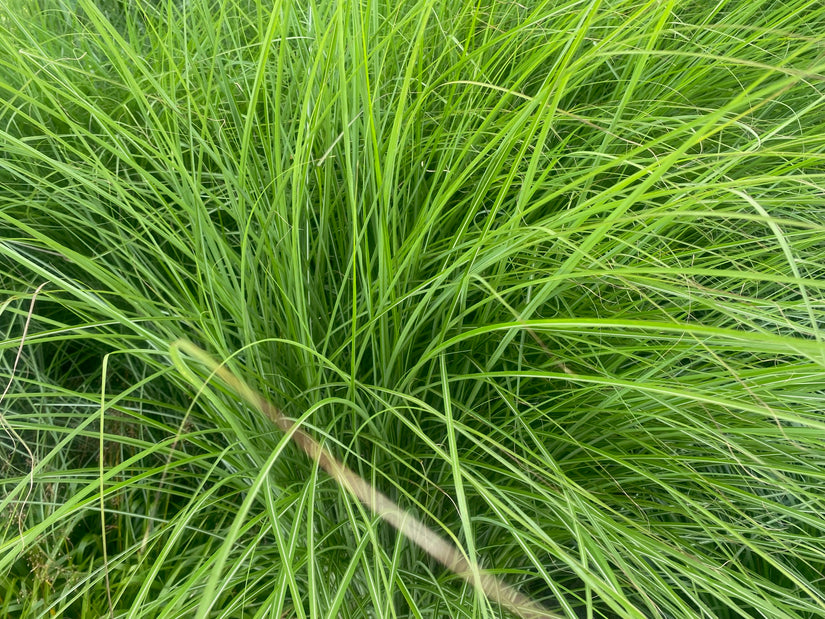 Prachtriet - Miscanthus sinensis 'Gracillimus'