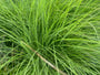 Prachtriet - Miscanthus sinensis 'Gracillimus'