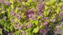 Bruidsbloem - Deutzia scabra 'Plena'