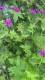 Ooievaarsbek - Geranium 'Ann Folkard'