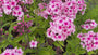 Flox (Vlambloem Hoogte 80 cm Wit/roze) - Phlox 'Bright Eyes'