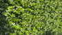 Toscaanse Jasmijn (Wit) - Trachelospermum jasminoides (Sterjasmijn)