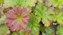 Schildblad 'Darmera peltata'