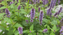 Biologisch Dropplant - Agastache foeniculum TIP