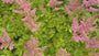 Pluimspirea - Astilbe chinensis 'Visions in Pink'