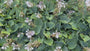 Hartlelie - Hosta tardiana 'Halcyon'