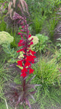 Lobelia - Lobelia fulgens 'Queen Victoria'