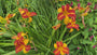 Daglelie - Hemerocallis 'Frans Hals'