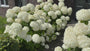 Hortensia - Hydrangea Arborescens 'Strong Annabelle'