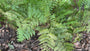 Herfstvaren (Bladhoudend) - Dryopteris erythrosora