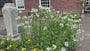 Scharnierbloem (Wit) - Physostegia virginiana 'Summer Snow'