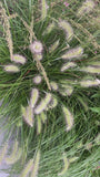 Lampenpoetsersgras - Pennisetum alopecuroides 'Hameln' TIP