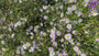 Biologisch Zomeraster - Kalimeris incisa 'Blue Star'